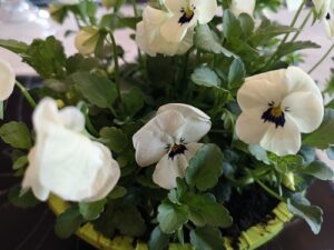 Gratis meditation, MariaHealing 07.03.2020. Vi mødes i hjertet.