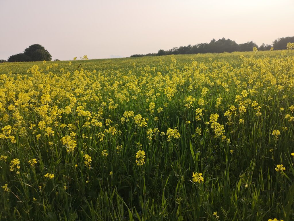 Nyhedsbrev (arrangement/kanalisering) sendt 05.06.2025