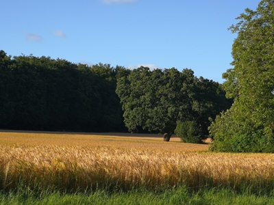 Gratis meditation og MariaHealing, der hvor du er – lørdag 05.07.2025